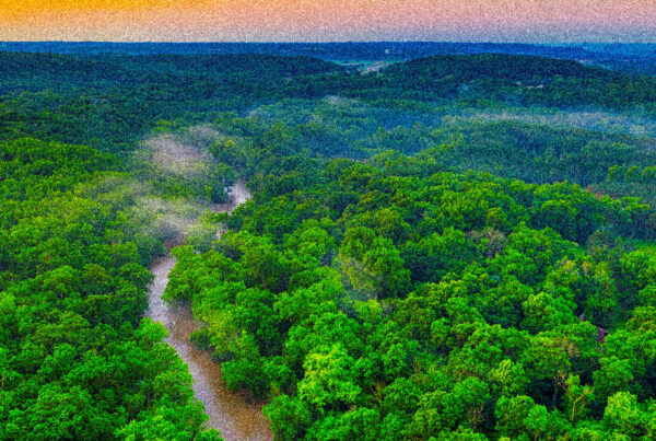gestione-ambientale-filiere-forestali-sostenibili