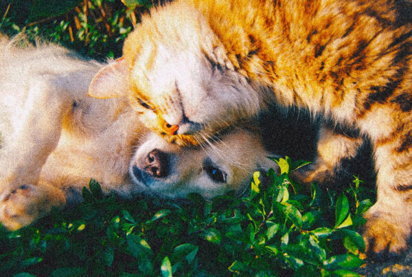 sviluppo-programmi-di-informazione-e-contenuti-educativi-gratuiti-sulla-cura-e-sulla-salute-degli-animali