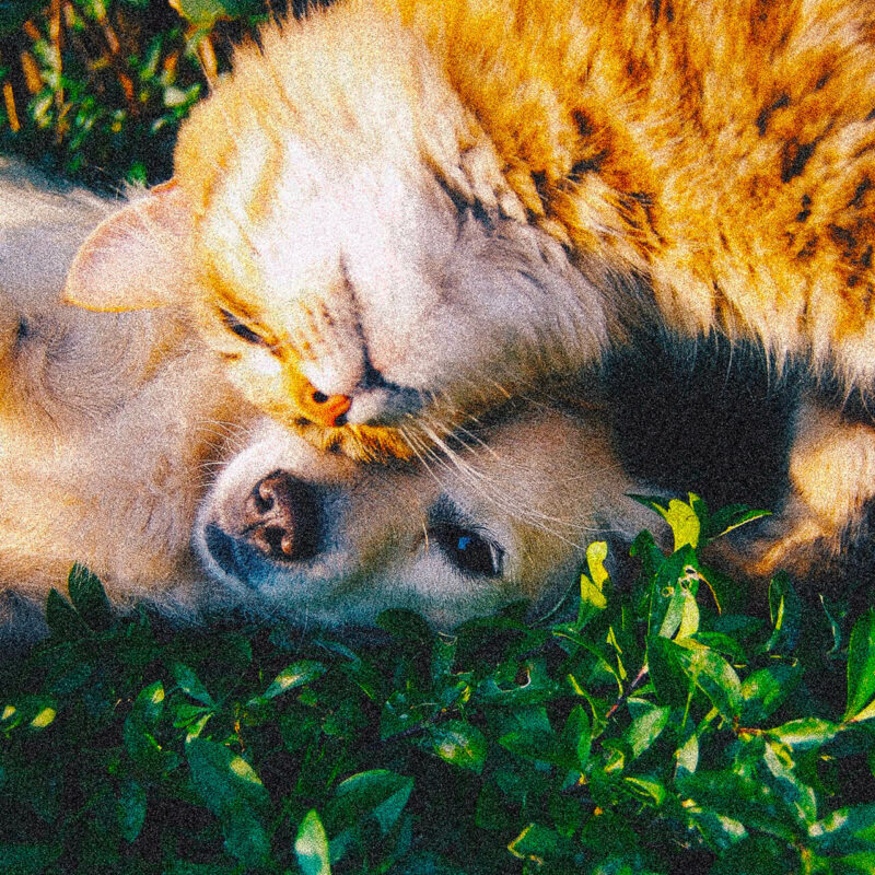 sviluppo-programmi-di-informazione-e-contenuti-educativi-gratuiti-sulla-cura-e-sulla-salute-degli-animali