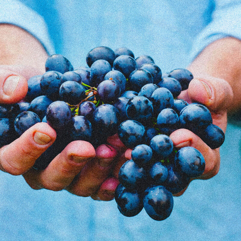 progetti-per-il-contrasto-allo-spreco-alimentare-e-donazione-delle-eccedenze-alimentari