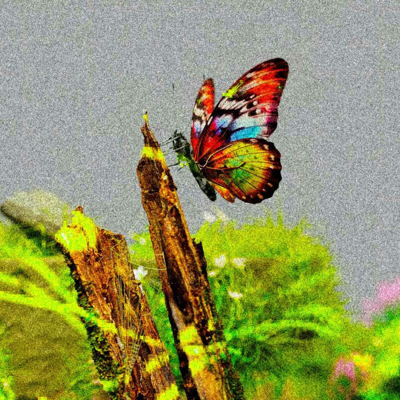 ripristino-della-natura